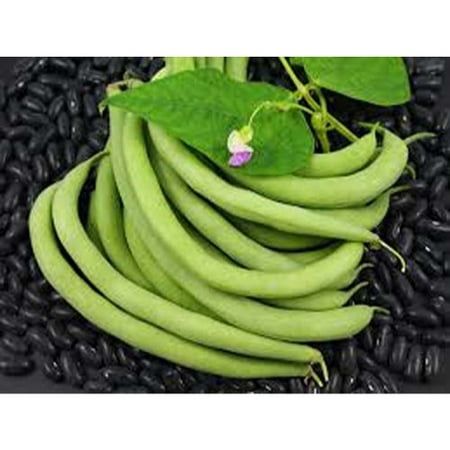 Bean Bush Black Valentine Great Heirloom Garden Vegetable 100 Seeds