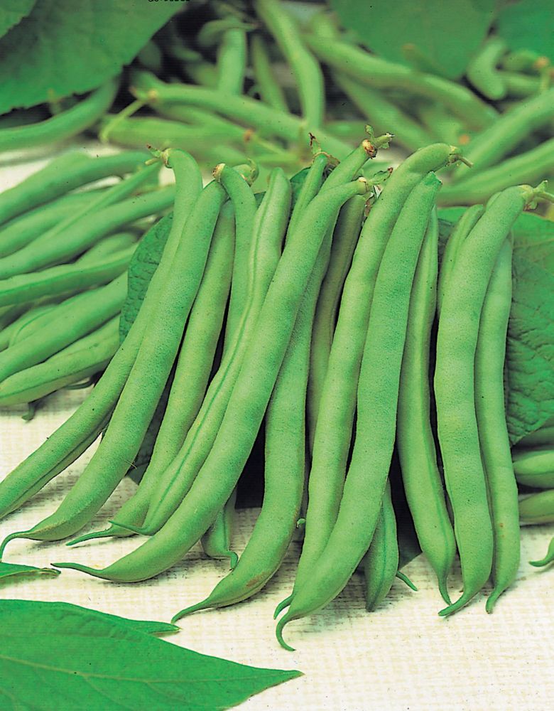 Bean Bush Tendergreen