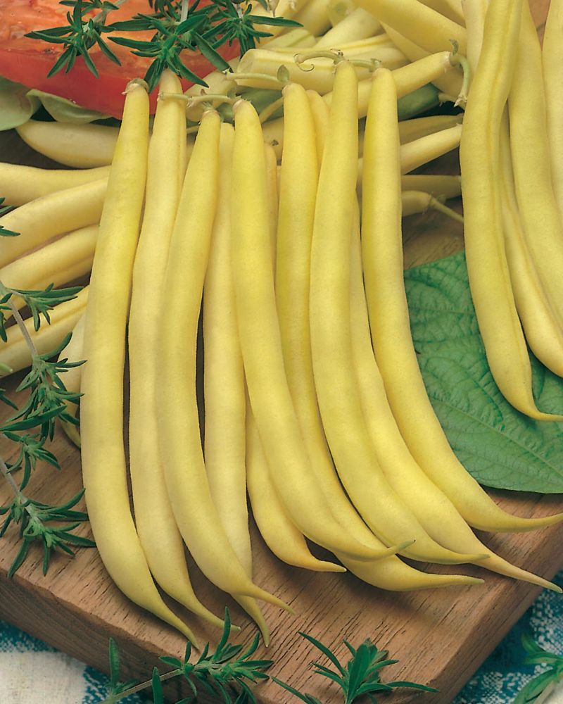 Bean Bush Improved Golden Wax