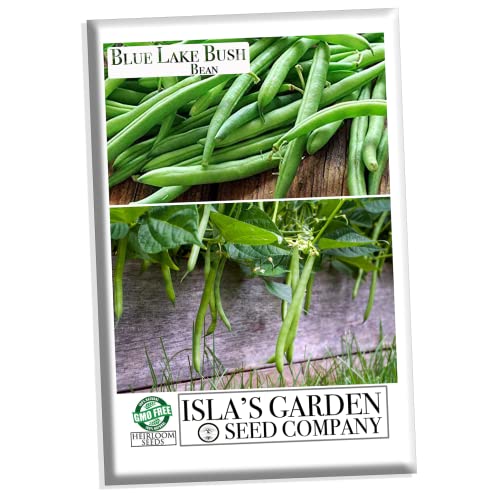 Blue Lake Bush Green Bean Seeds  50+ Heirloom Seeds per Packet  Non GMO Seeds Botanical Name Phaseolus Vulgaris
