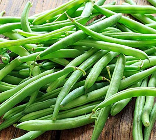 Blue Lake Bush Green Bean Seeds  50+ Heirloom Seeds per Packet  Non GMO Seeds Botanical Name Phaseolus Vulgaris thumbnail