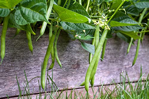 Blue Lake Bush Green Bean Seeds  50+ Heirloom Seeds per Packet  Non GMO Seeds Botanical Name Phaseolus Vulgaris thumbnail