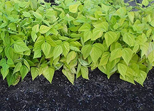 Blue Lake Bush Green Bean Seeds  50+ Heirloom Seeds per Packet  Non GMO Seeds Botanical Name Phaseolus Vulgaris thumbnail