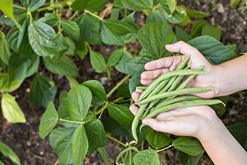 Blue Lake Bush Green Bean Seeds  50+ Heirloom Seeds per Packet  Non GMO Seeds Botanical Name Phaseolus Vulgaris thumbnail