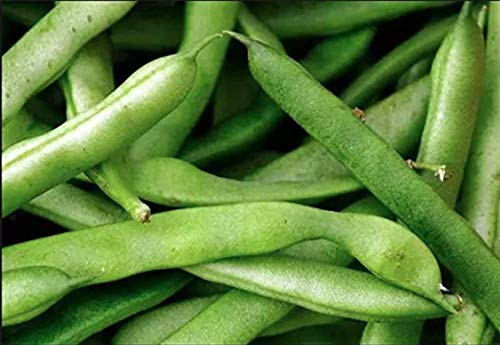 Blue Lake Bush Green Bean Seeds  50+ Heirloom Seeds per Packet  Non GMO Seeds Botanical Name Phaseolus Vulgaris thumbnail