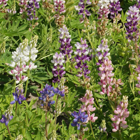 Pixie Lupine Seeds | Non-GMO | 1253  100 Seeds 10% Discount