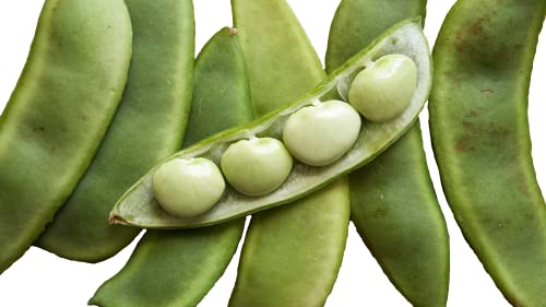 Burpee Improved Lima Bush Bean Seeds for Planting  30+ Heirloom Seeds per Packet  (Isla S Garden Seeds)  Non GMO Seeds  Botanical Name: Phaseolus Luna