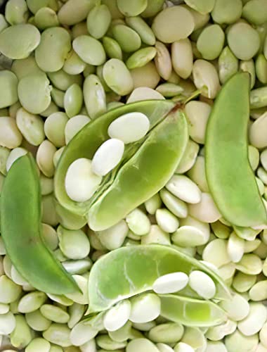 Burpee Improved Lima Bush Bean Seeds for Planting  30+ Heirloom Seeds per Packet  (Isla S Garden Seeds)  Non GMO Seeds  Botanical Name: Phaseolus Luna thumbnail