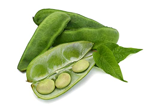 Burpee Improved Lima Bush Bean Seeds for Planting  30+ Heirloom Seeds per Packet  (Isla S Garden Seeds)  Non GMO Seeds  Botanical Name: Phaseolus Luna thumbnail