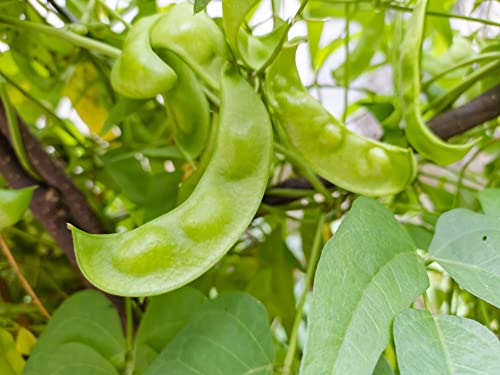 Burpee Improved Lima Bush Bean Seeds for Planting  30+ Heirloom Seeds per Packet  (Isla S Garden Seeds)  Non GMO Seeds  Botanical Name: Phaseolus Luna thumbnail