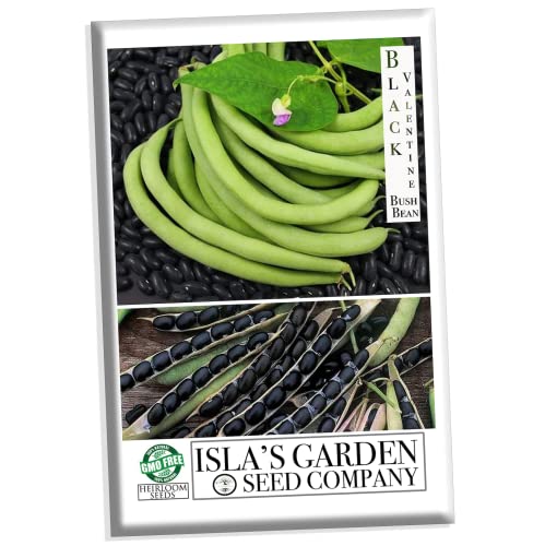 Black Valentine Bush Bean Seeds  50+ Heirloom Seeds per Packet  Non GMO Seeds  Botanical Name: Phaseolus Vulgaris