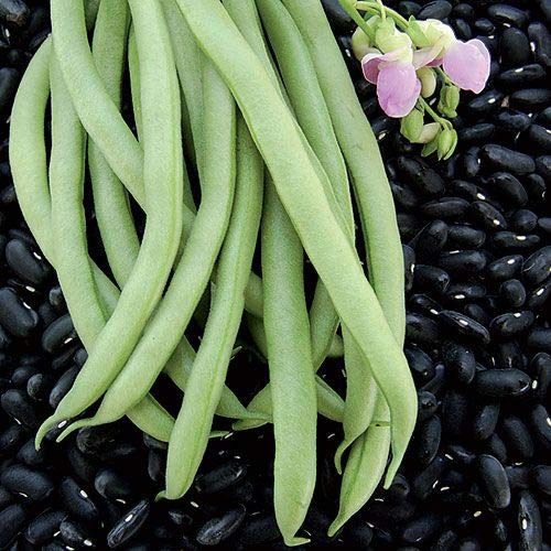 Black Valentine Bush Bean Seeds  50+ Heirloom Seeds per Packet  Non GMO Seeds  Botanical Name: Phaseolus Vulgaris thumbnail