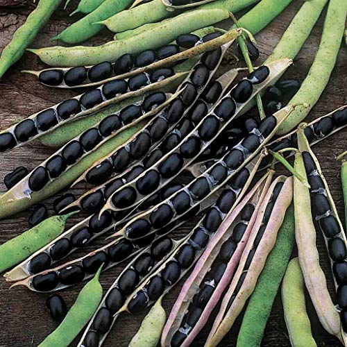 Black Valentine Bush Bean Seeds  50+ Heirloom Seeds per Packet  Non GMO Seeds  Botanical Name: Phaseolus Vulgaris thumbnail