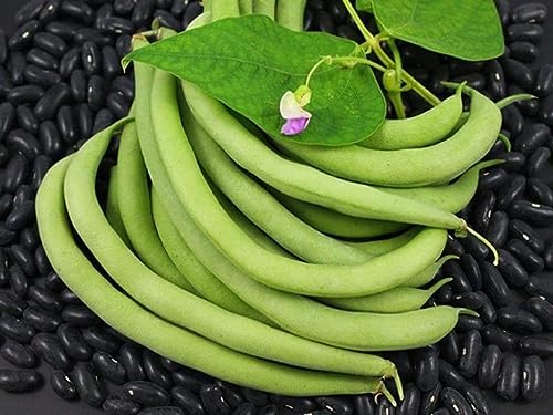 Black Valentine Bush Bean Seeds  50+ Heirloom Seeds per Packet  Non GMO Seeds  Botanical Name: Phaseolus Vulgaris thumbnail