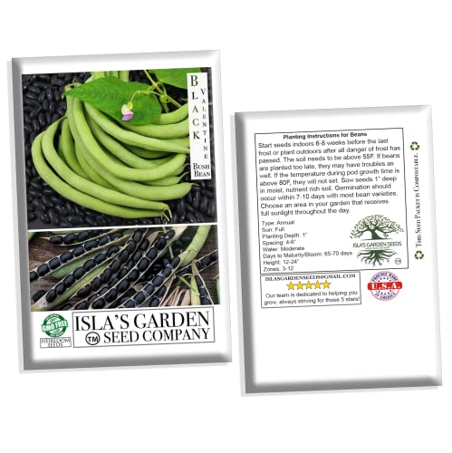 Black Valentine Bush Bean Seeds  50+ Heirloom Seeds per Packet  Non GMO Seeds  Botanical Name: Phaseolus Vulgaris thumbnail
