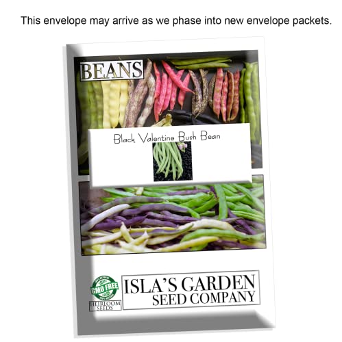 Black Valentine Bush Bean Seeds  50+ Heirloom Seeds per Packet  Non GMO Seeds  Botanical Name: Phaseolus Vulgaris thumbnail