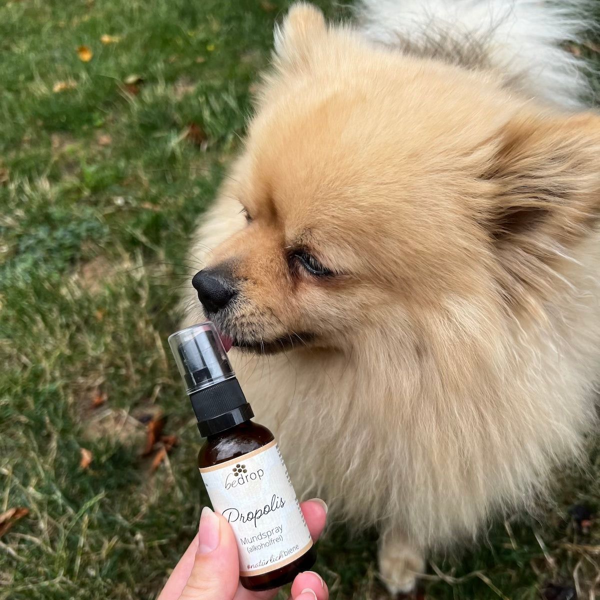 Bedrop: Tier Set | Propolis Spray (alkoholfrei) & Manuka Honig MGO 400+ thumbnail