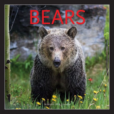 Browntrout Publishers 2018 Bears Calendar