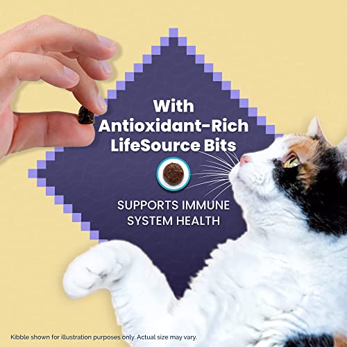 Blue Buffalo Cat Food, Natural Chicken Recipe, High Protein, Adult Dry Cat Food, 12 Lb Bag thumbnail