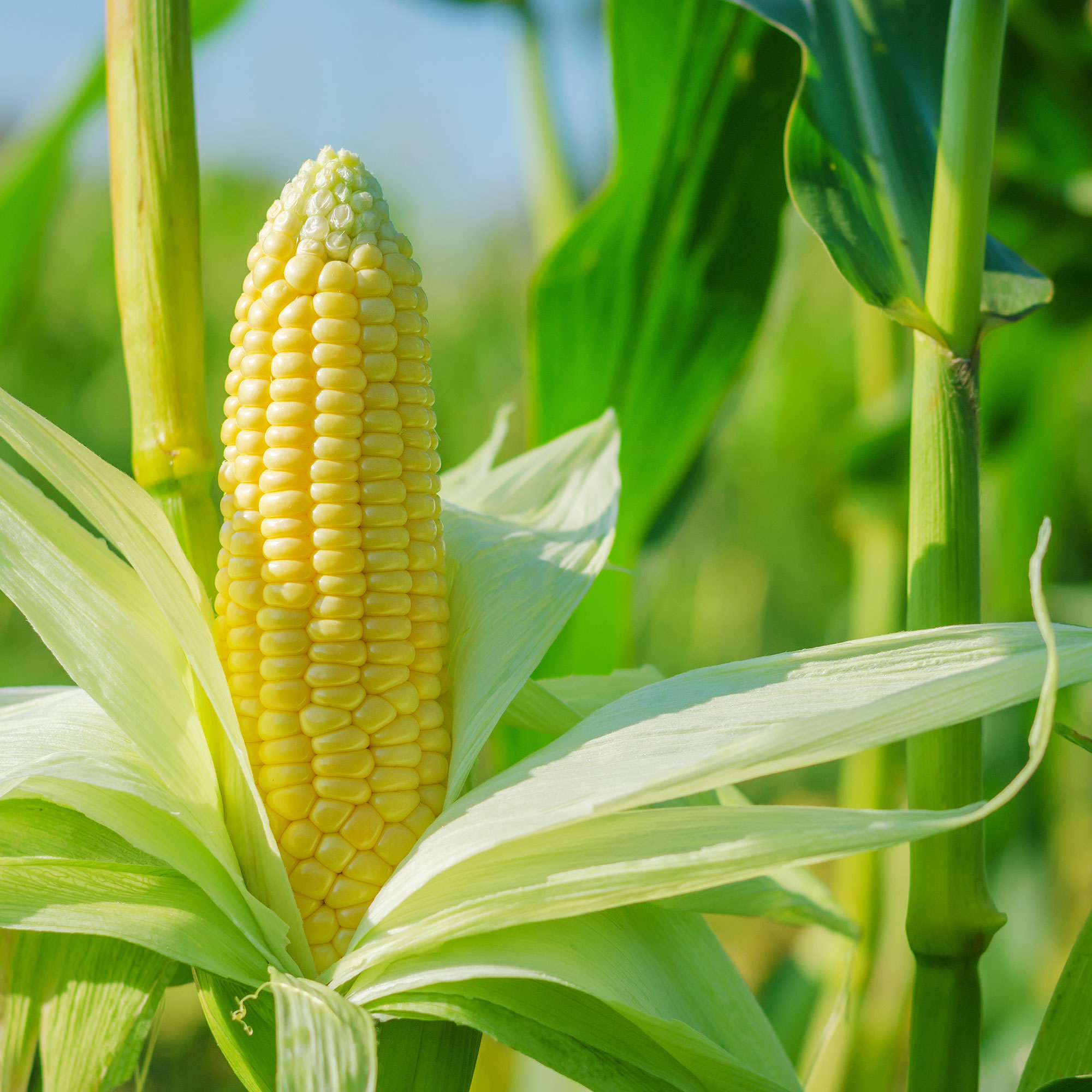 Abundance Sweet Corn Seed 1 Oz ~200 Seeds – Non-GMO  Heirloom – 70-100 Days to Maturity – Classic Yellow Corn with Sweet Flavor – Open-Pollina
