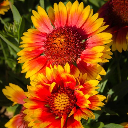 Seeds: Indian Blanket Gaillardia WildFlower - 4 Oz- Annual Wild Flower - Buy Non-GMO Gaillardia Pulchella Farm & Gardening Seeds
