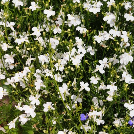 Seeds: Lobelia Flower Garden - Regatta Series White - 1000 Seeds - Buy Non-GMO Lobelia Erinus Farm & Gardening Seeds Online