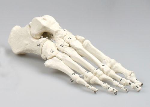 FuBskelett Nummeriert