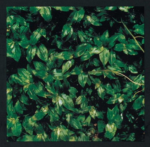 The Elephant Kashimashi Kokoro Ni Hana Wo (CD)