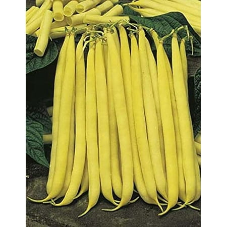 Yellow Cherokee Wax Bush Bean Seeds - 500 Count Seed Pack - Produces Beans with a Tender  Slightly Nutty Flavor. - Country Creek LLC