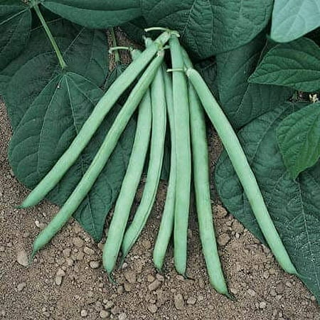 Green Bean Seeds - Bush Blue Lake 274-5 Pounds