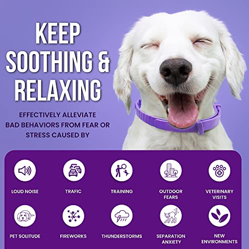 Royce Naturals 4 Pack Calming Collar for Dogs, Pheromone Breakaway Dog Collar, Separation Anxiety Relief for Dogs, Purple, (PETCOL01-3PP)