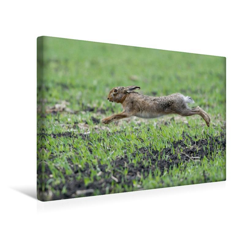 Premium Textil-Leinwand 45 Cm X 30 Cm Quer Bis Zu 65 Km/h Können Die Hasen