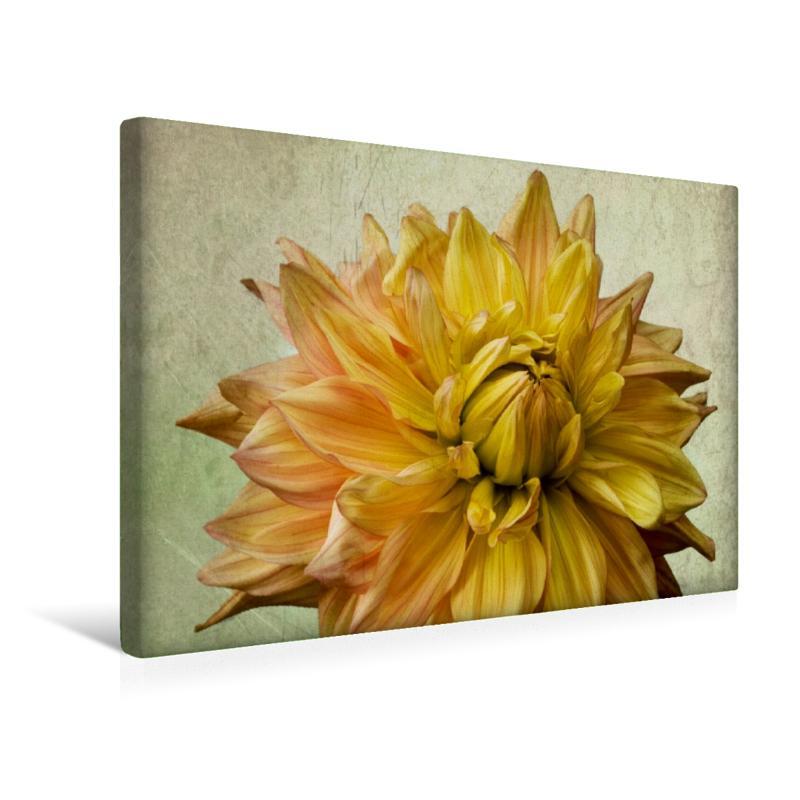Premium Textil-Leinwand 45 Cm X 30 Cm Quer Dahlia Peaches and Cream