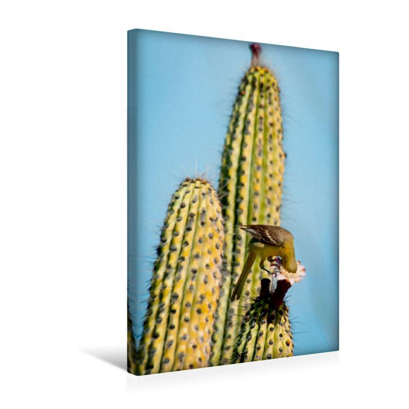 Premium Textil-Leinwand 30 Cm X 45 Cm Hoch Naturerlebnis Pur - El Sargento, Baja