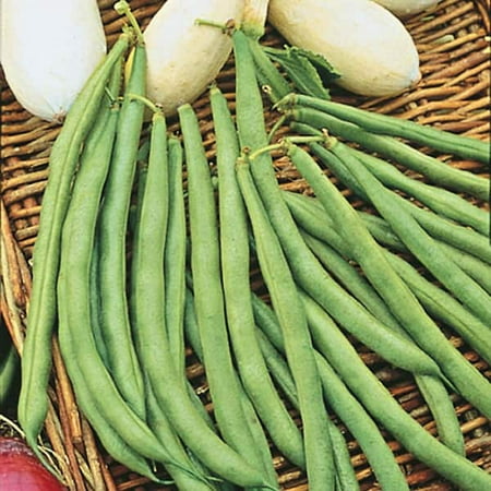 Gurney S Bush Bean Top Crop (2 Oz. Seed Packet) 03162
