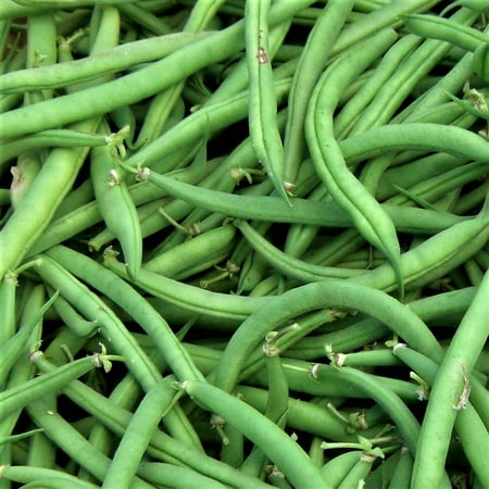 Burpee Stringless Bush Bean Seeds - 100 Count Seed Pack - Completely Stringless and Produces a Week Earlier Than Many Other Varieties - Country Creek 