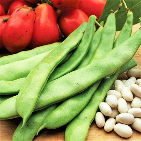 TomorrowSeeds - Roma II Romano Bean (Bush) Seeds - 30+ Count - for 2026 Planting Italian White Bean