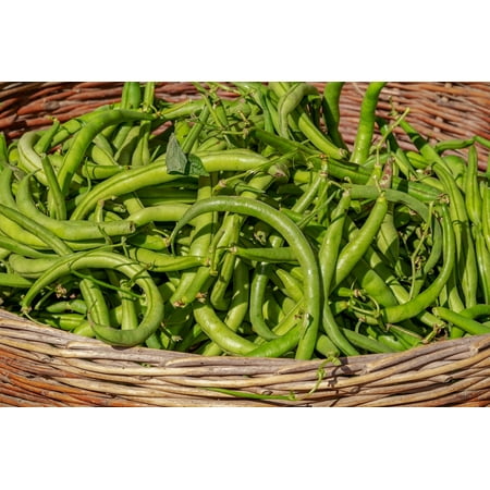Blue Lake Bush Bean Seeds - Full Sun - Annual - 75 Seeds 1 Oz - Zellajake Farm and Garden - C3