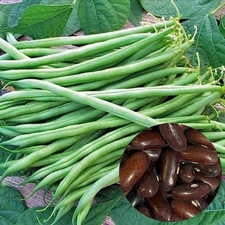 100 Provider Green Bush Bean Seeds - Non-GMO - Seeds! - Planting Seeds for Home Vegetable Garden