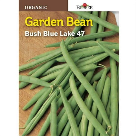 Burpee Bean Bush Blue Lake 47 Organic Seed 67801