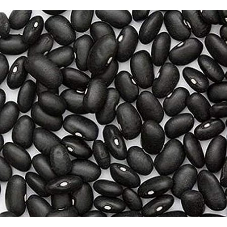 Black Turtle Heirloom Bush Bean - Hardy Plants Grow to 18-24   -Very Tasteful(300 - Seeds) 300 - Seeds