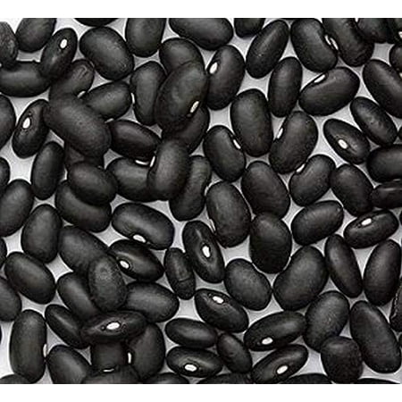 Black Turtle Heirloom Bush Bean - Hardy Plants Grow to 18-24   -Very Tasteful(500 - Seeds) 500 - Seeds