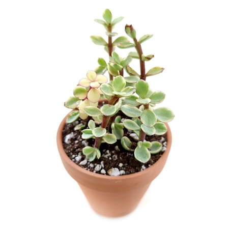 Elephant Bush Succulent (2 + Clay Pot) - Tiny  Lovely  Easy to Care Succulent for Beginners - Live Healthy Succulent for Home Office - Best Trailing I