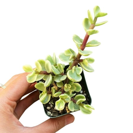 Elephant Bush Succulent (2 + Plastic Pot) - Tiny  Lovely  Easy to Care Succulent for Beginners - Live Healthy Succulent for Home Office - Best Trailin