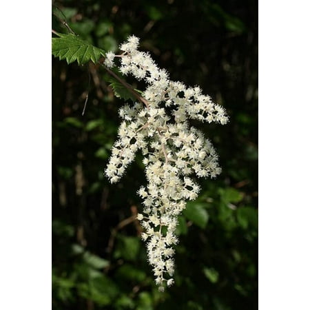 Ocean Spray Bush Seeds for Planting (50 Seeds) - Cream Bush  Holodiscus Discolor