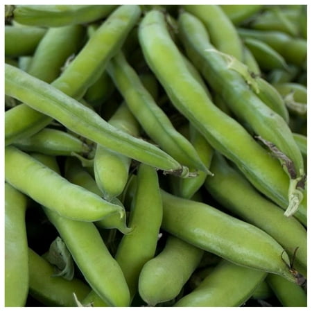 Roma II Bush Bean Seeds - 25 Lb Bulk - Non-GMO  Heirloom Green Snap Roma 2 Bean Seeds - Vegetable Garden Seeds