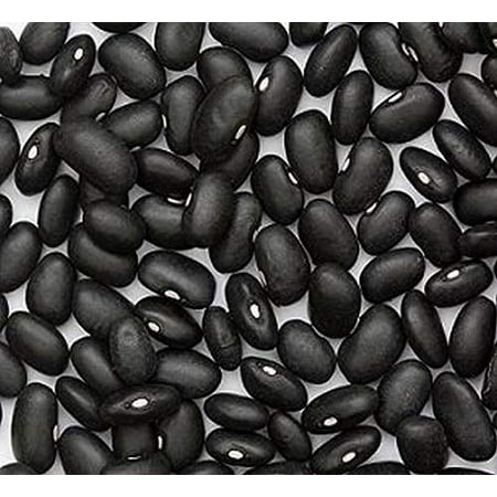 Black Turtle Heirloom Bush Bean - Hardy Plants Grow to 18-24  -Very Tasteful(500 - Seeds)