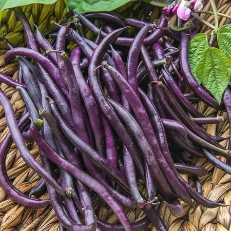 JD SON SEEDS COMPANY  Grow a Colorful Garden with 125 Royal Burgundy Bush Bean Seeds