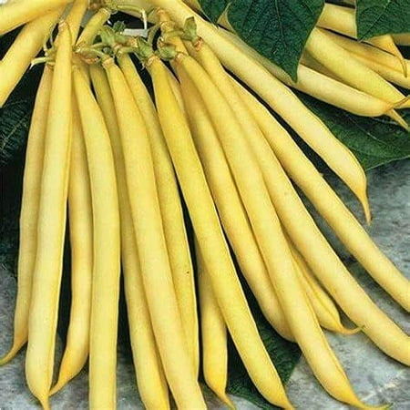 Bush Bean Seeds  Cherokee Wax Seeds - 100 Count Seed Pack - a Popular Bush Bean Variety Known for Its Productive  Dependable Plants - Country Creek LL
