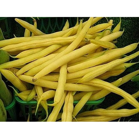 Top Notch Golden Wax Bush Bean Seeds - 25 Count Pack - Non-GMO - an Excellent Heavy Yielding Home Garden Variety of Bush Bean. Country Creek LLC